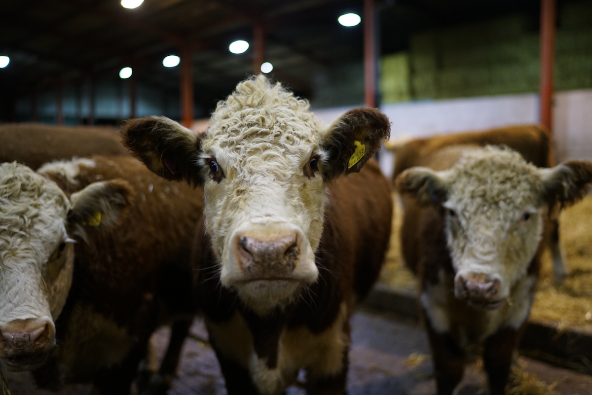 Hereford cattle