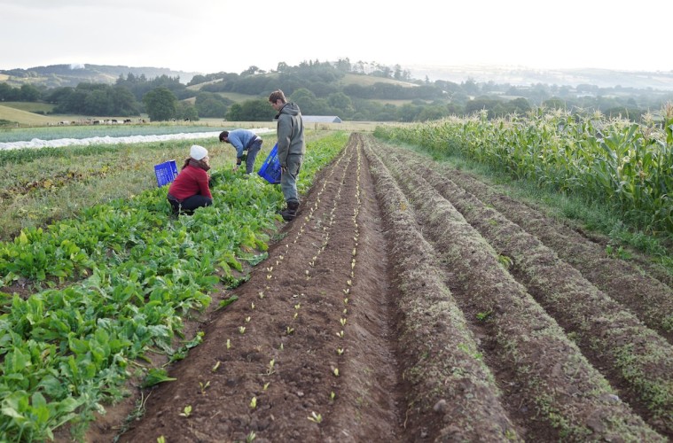 Brexit Farming