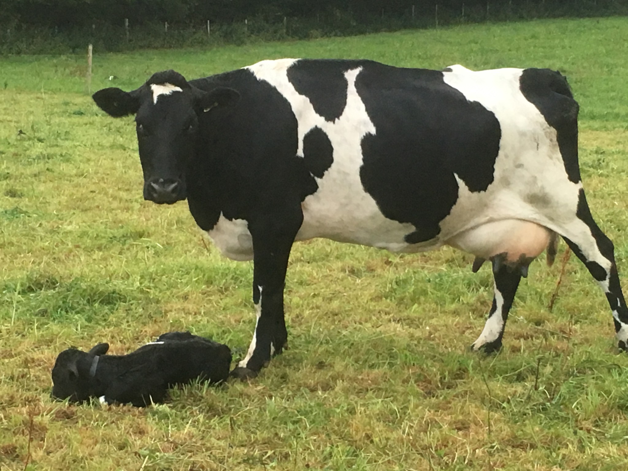 Calving Rollercoaster