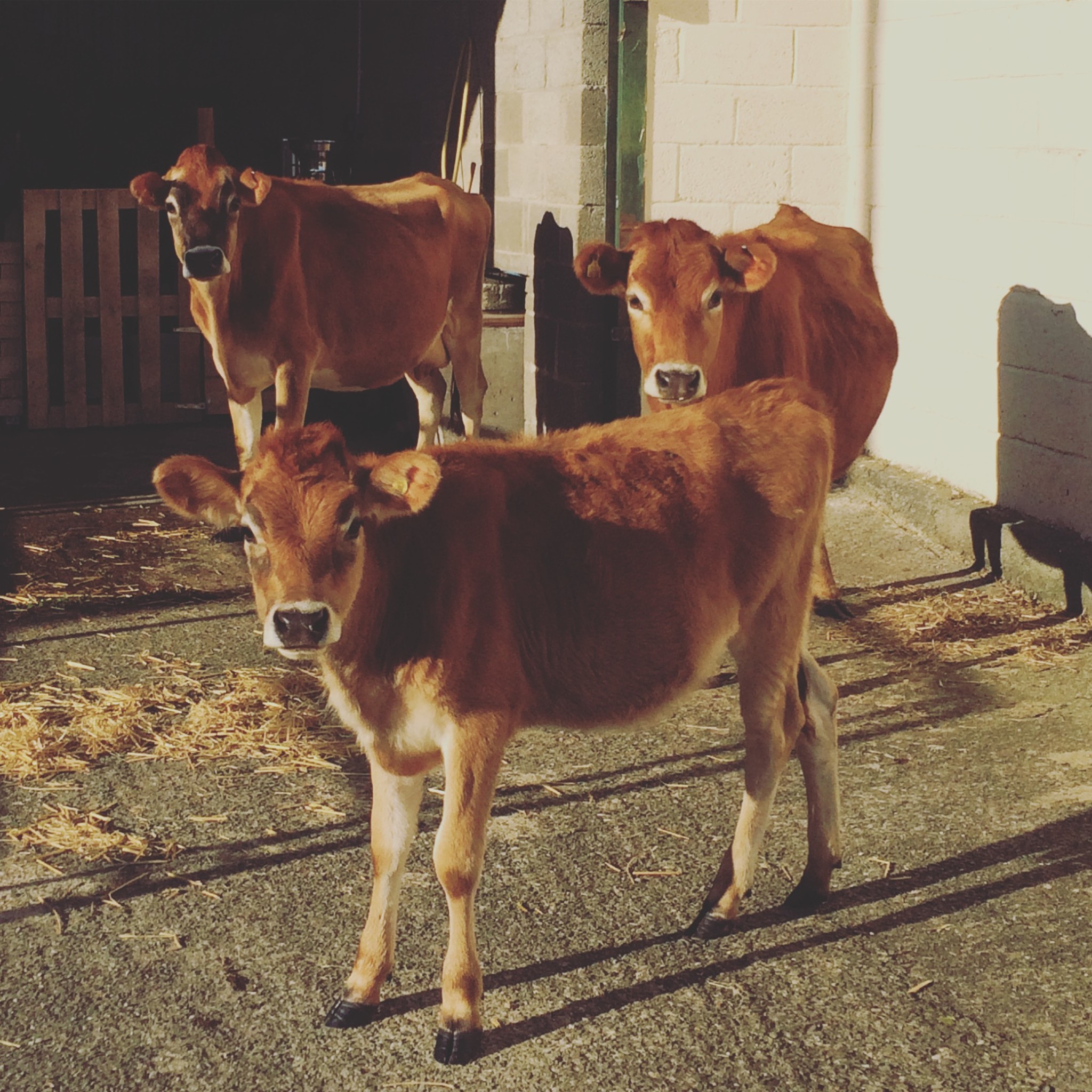 Mother, daughter, sister