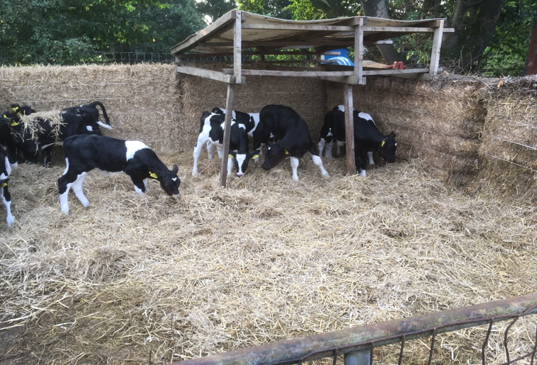 The straw bale calf pen