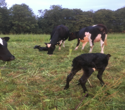 Cows and calves