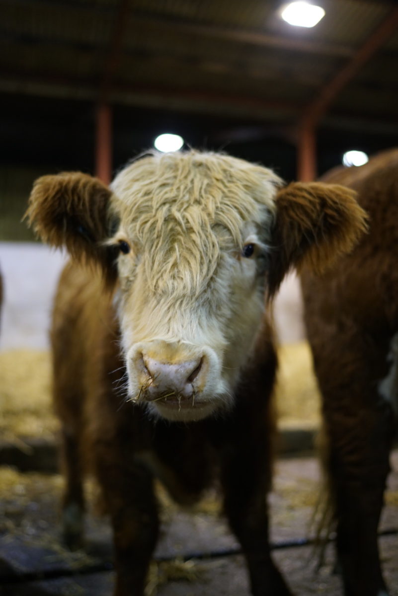 Hereford Calf