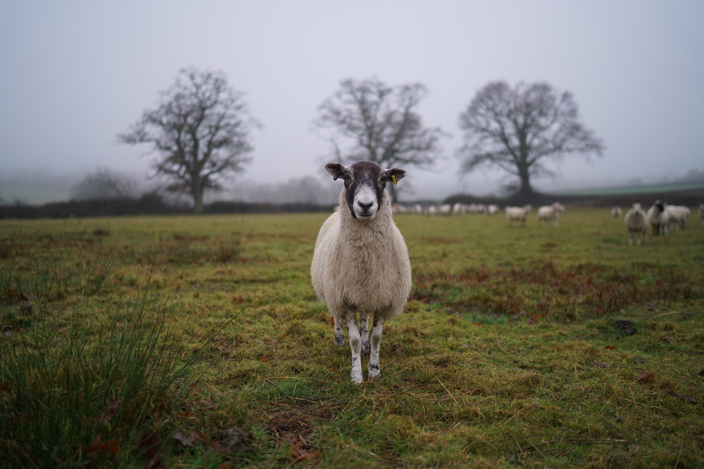 farming and food stories