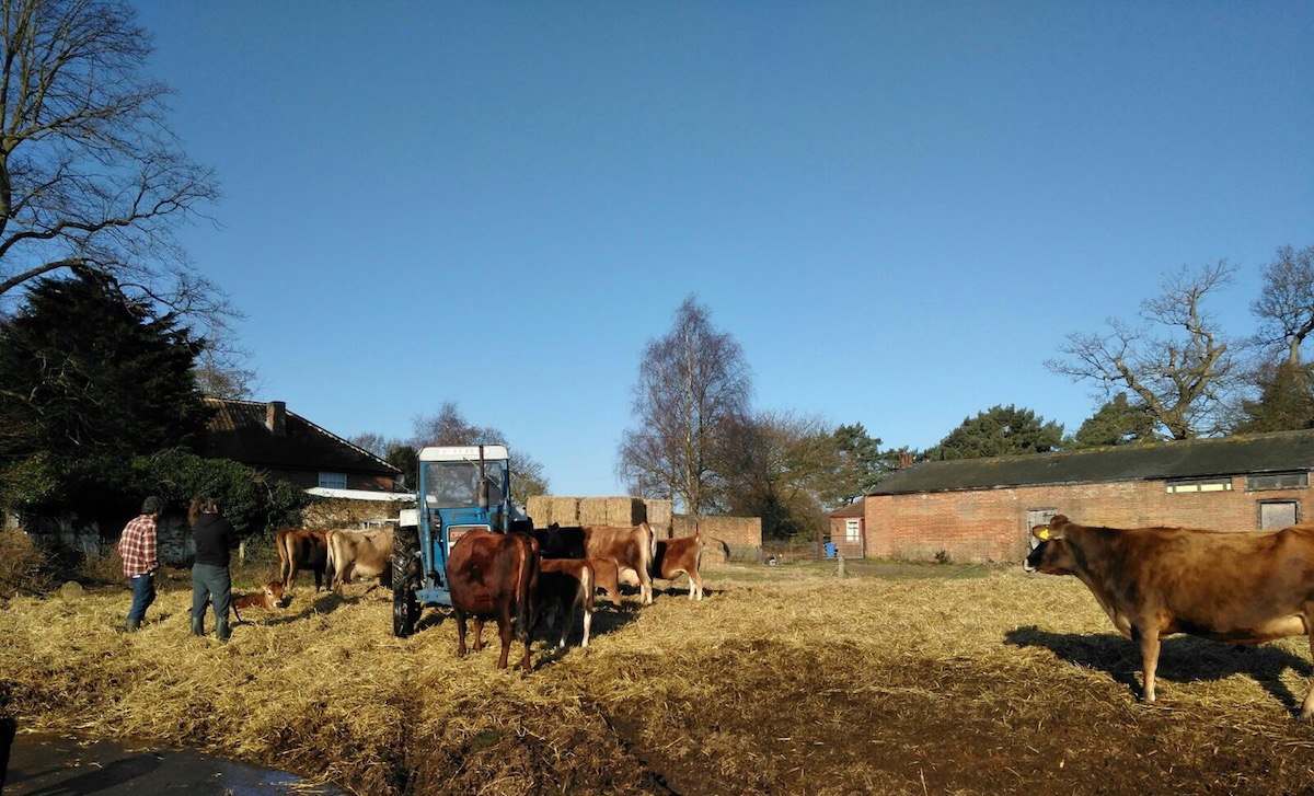 Calf at Foot Dairy