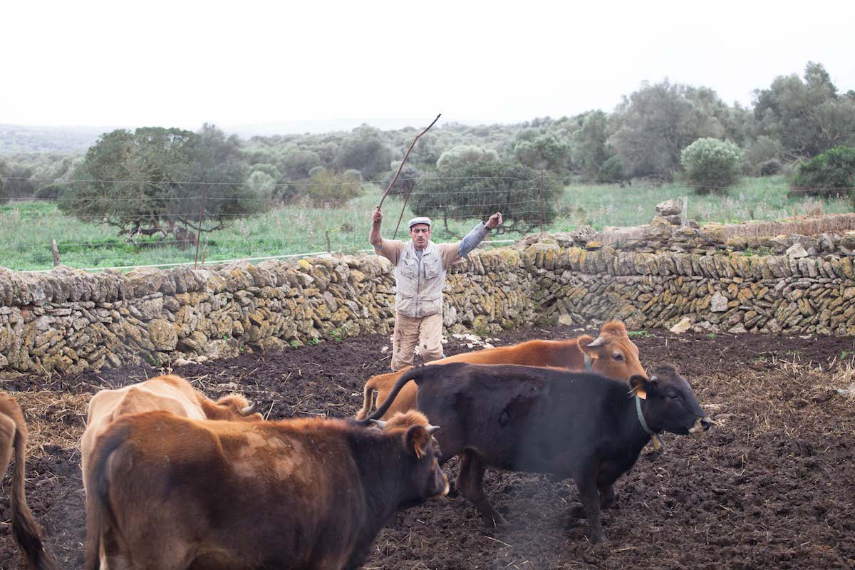 Native Mallorcan Cattle