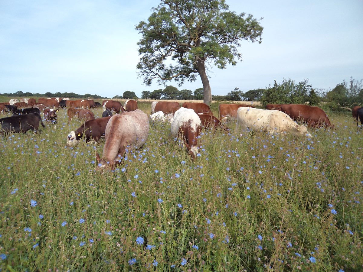 Cows in Meadow