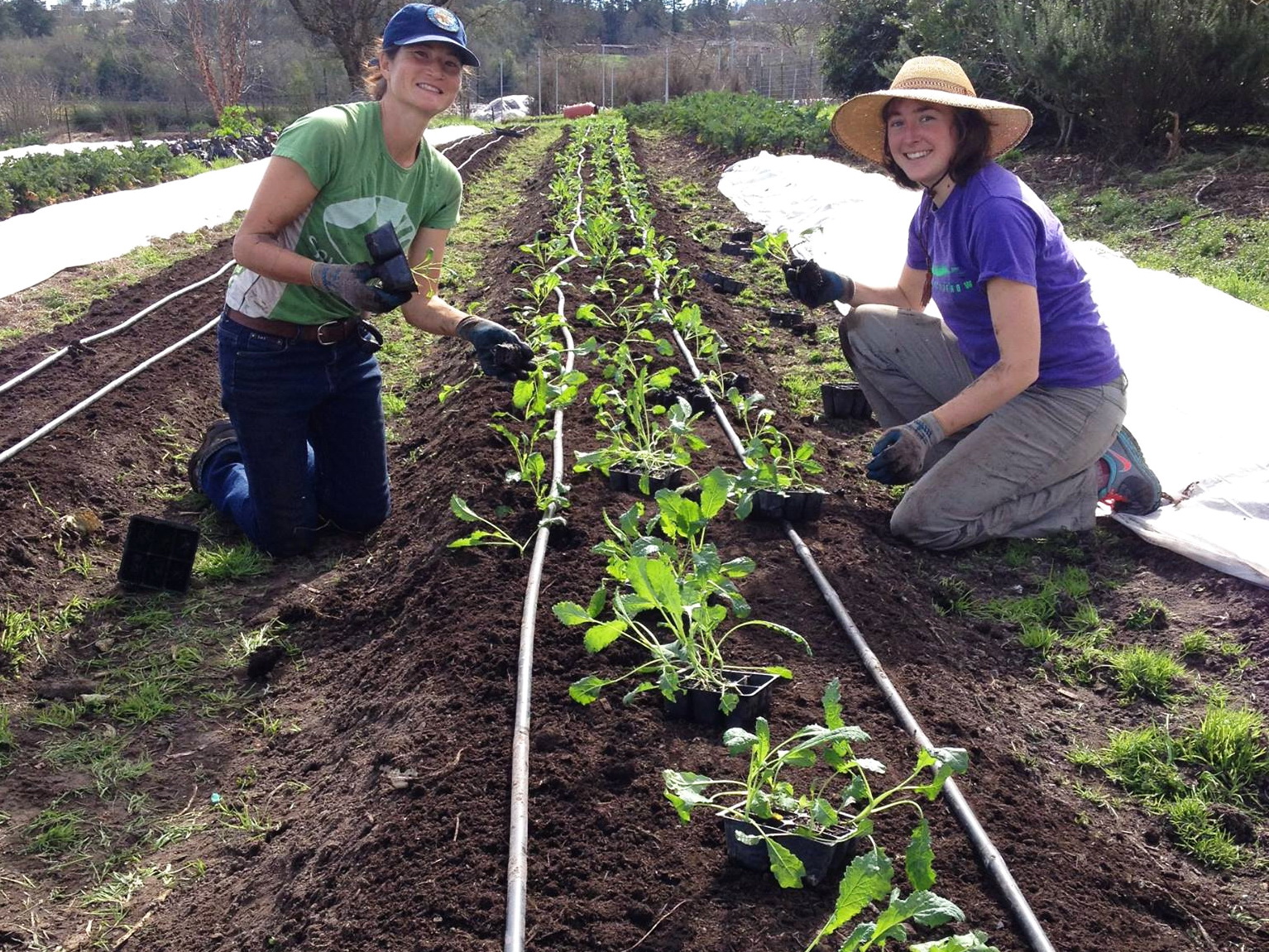 No-till planting, straight-in, no break. Credit: Singing Frogs Farm