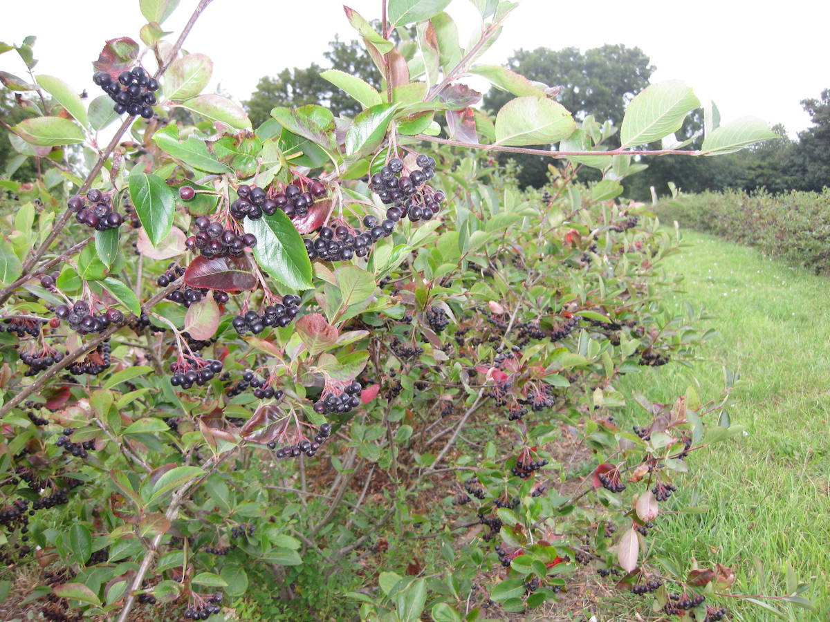 Aronia Berries