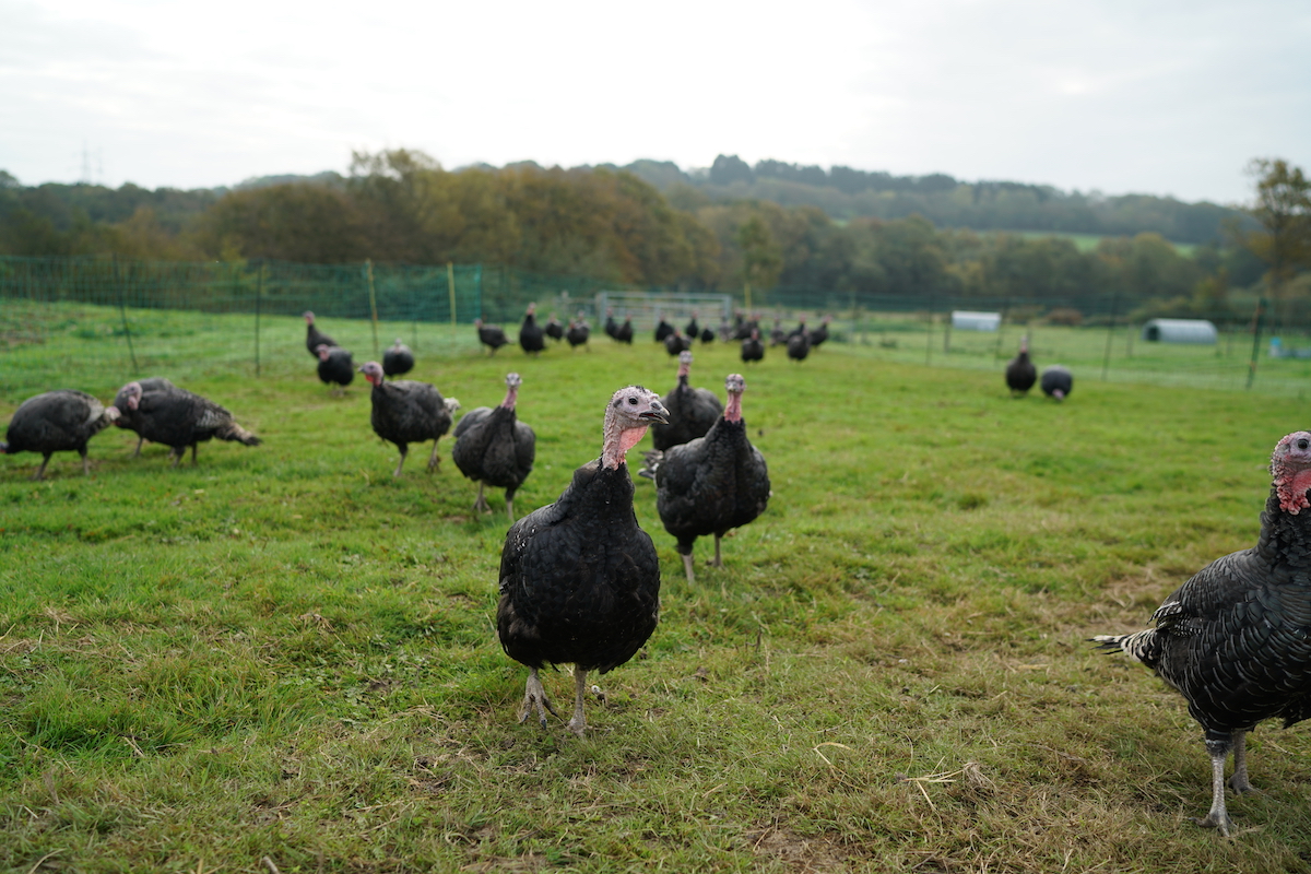 Talking Turkeys