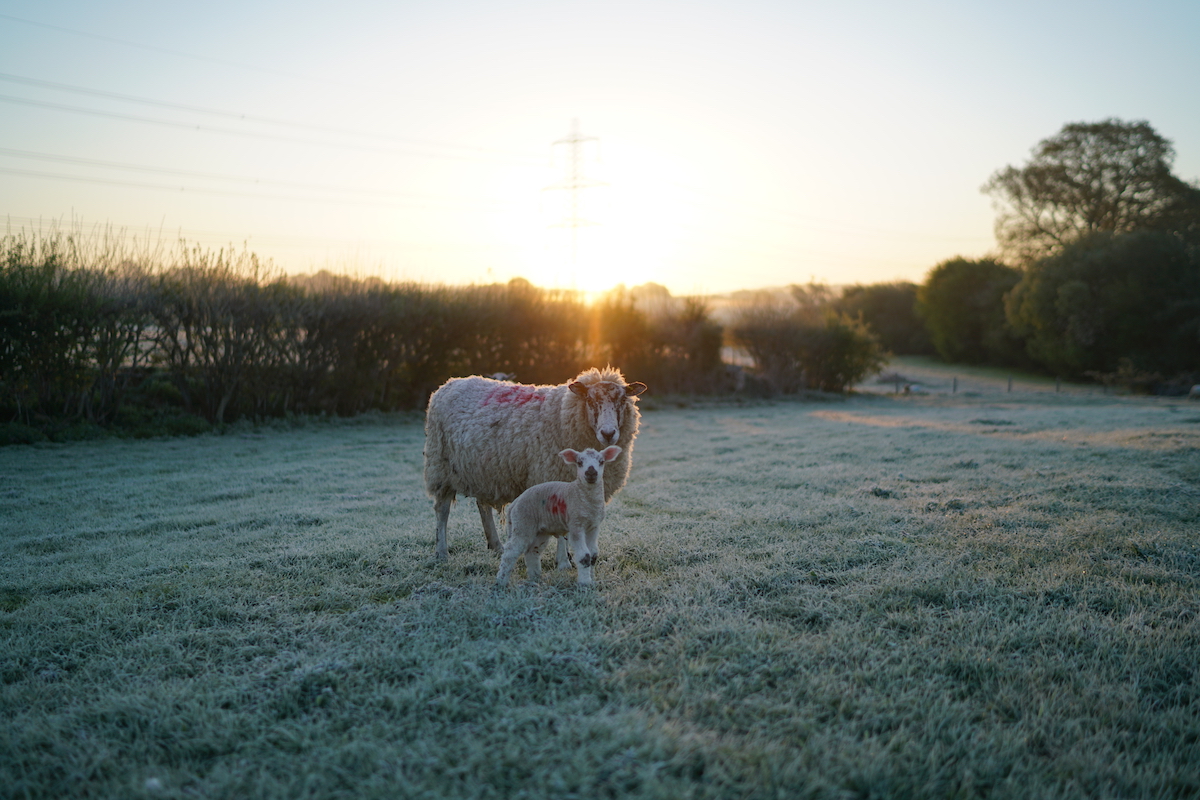 Lambing on the farm