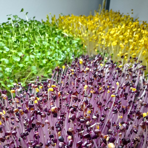 Microgreens business