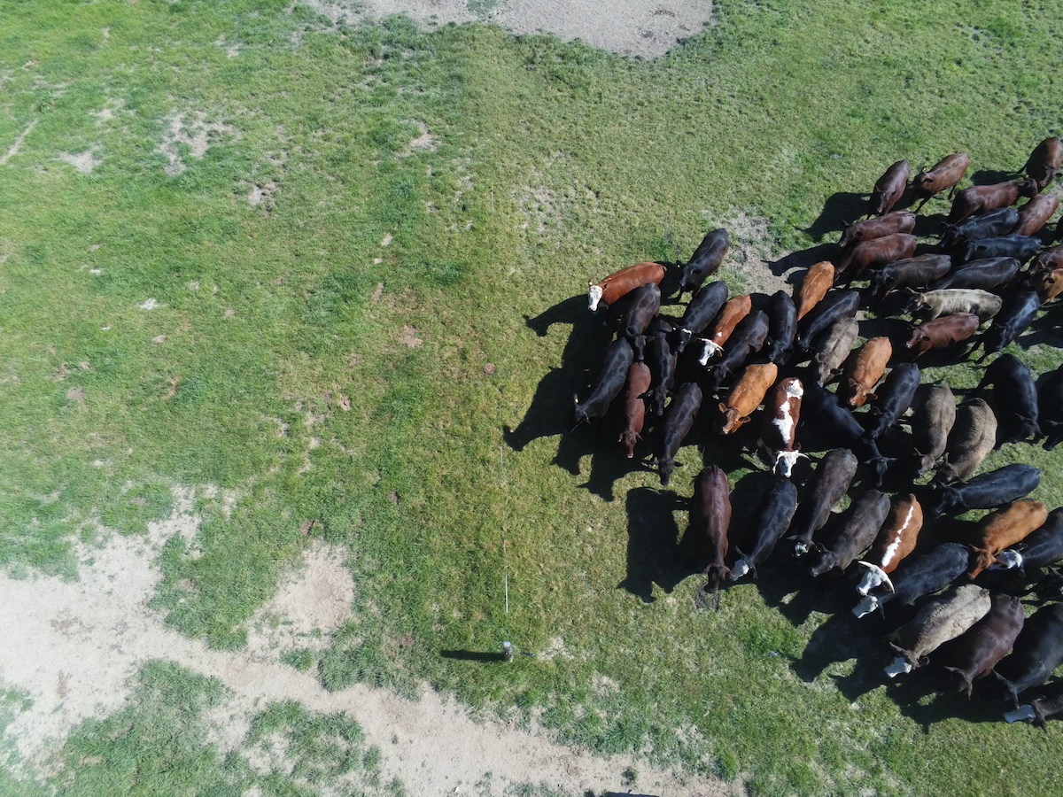 Cattle Mob graziers