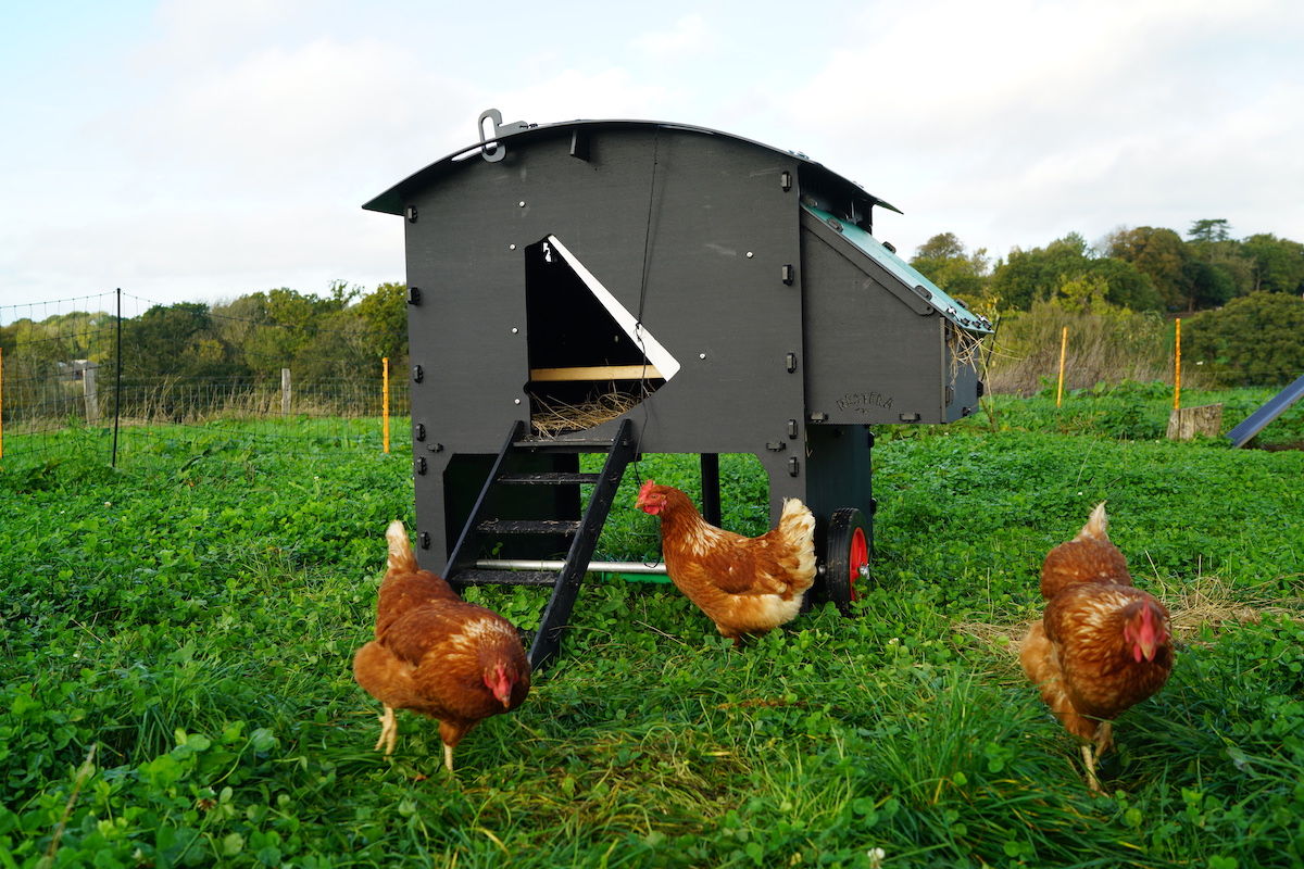 Large Raised Chicken Coop