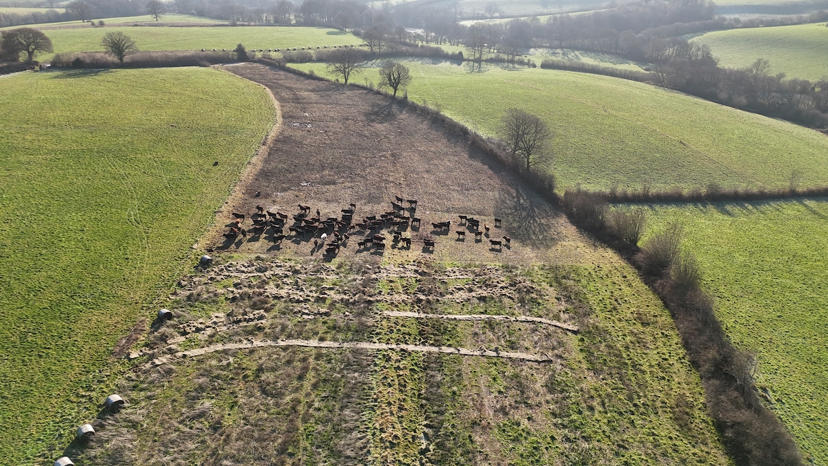 Mob and bale grazing cattle